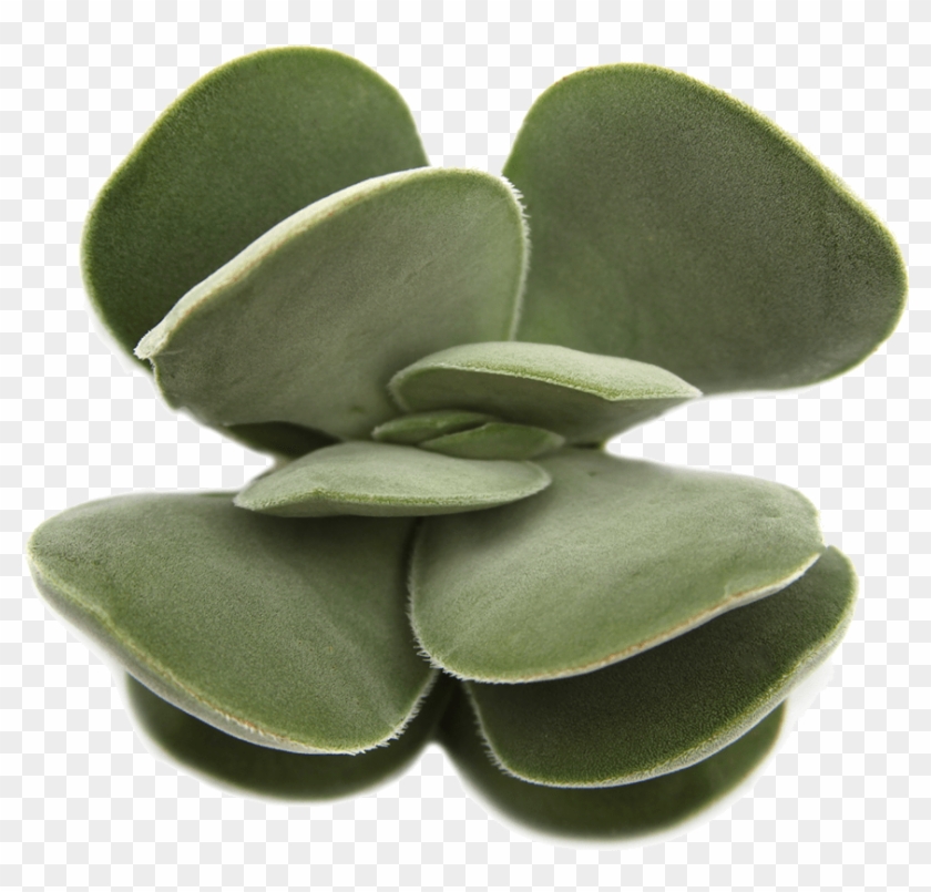 Succulent Png Free Clipart #998604