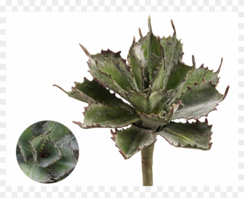 5" Succulent Pick Frosted Green - Agave Azul Clipart