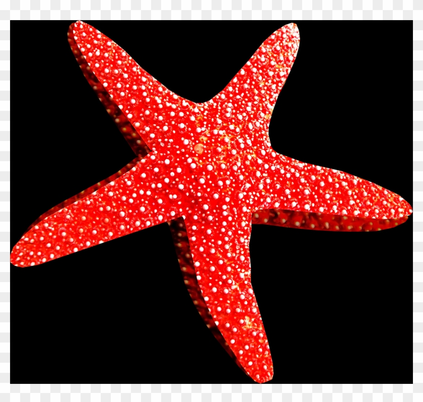 Free Starfish Pngs - Морская Звезда В Пнг Clipart #998887