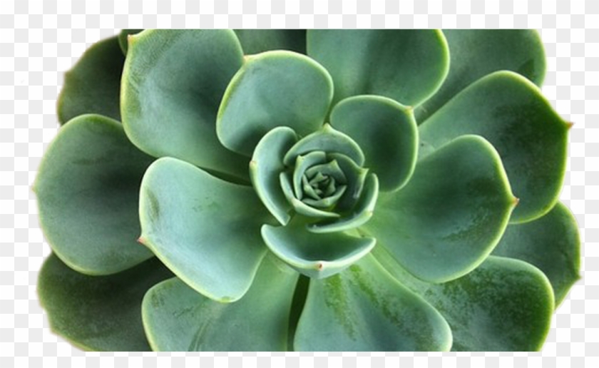 Transparent Plants Tumblr Clipart