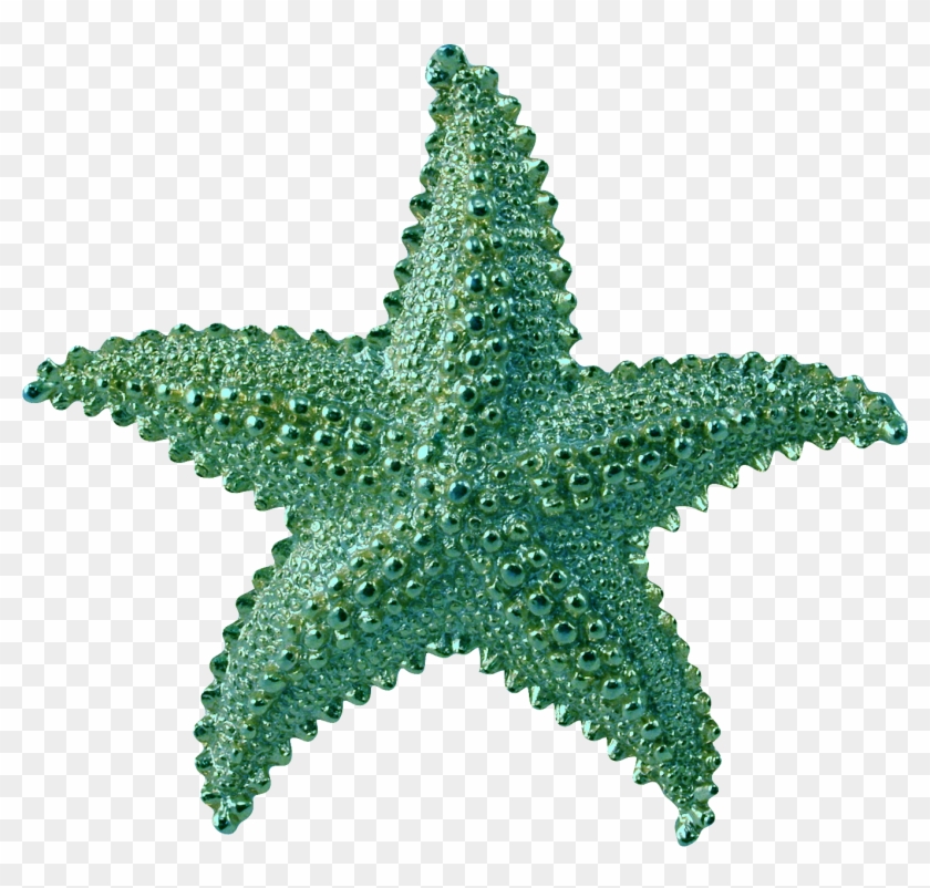 Transparent Background Starfish Png - Starfish Png Transparent Background Clipart