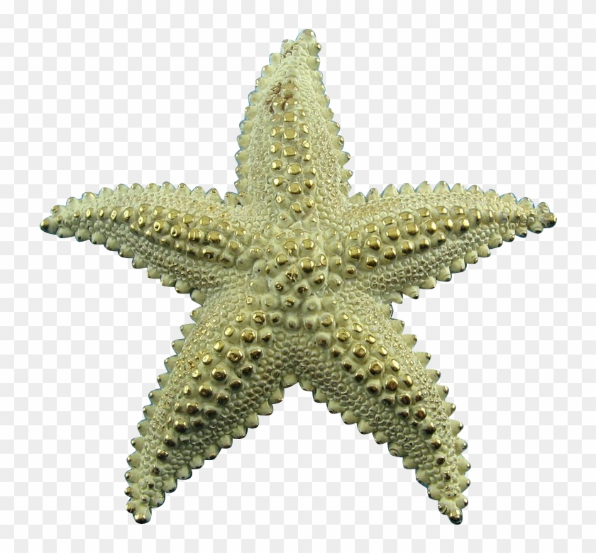 Vintage Monet Frosted Golden Large Starfish Pin - Stern Zopf Clipart #999300