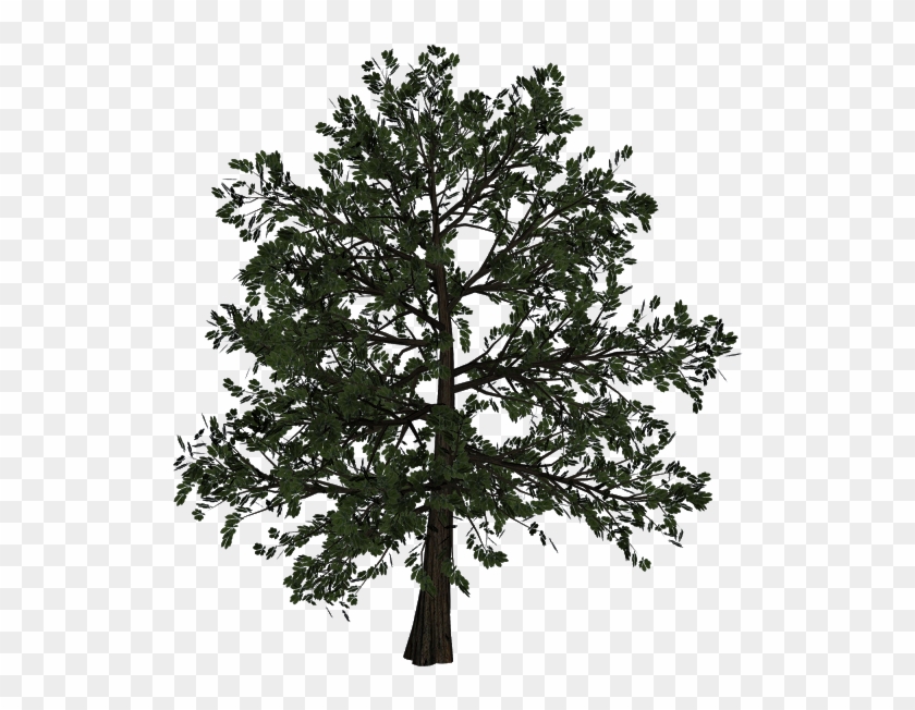 Jpg Freeuse Download Woody Plant Trunk Transprent Png - Tree Clipart #999720