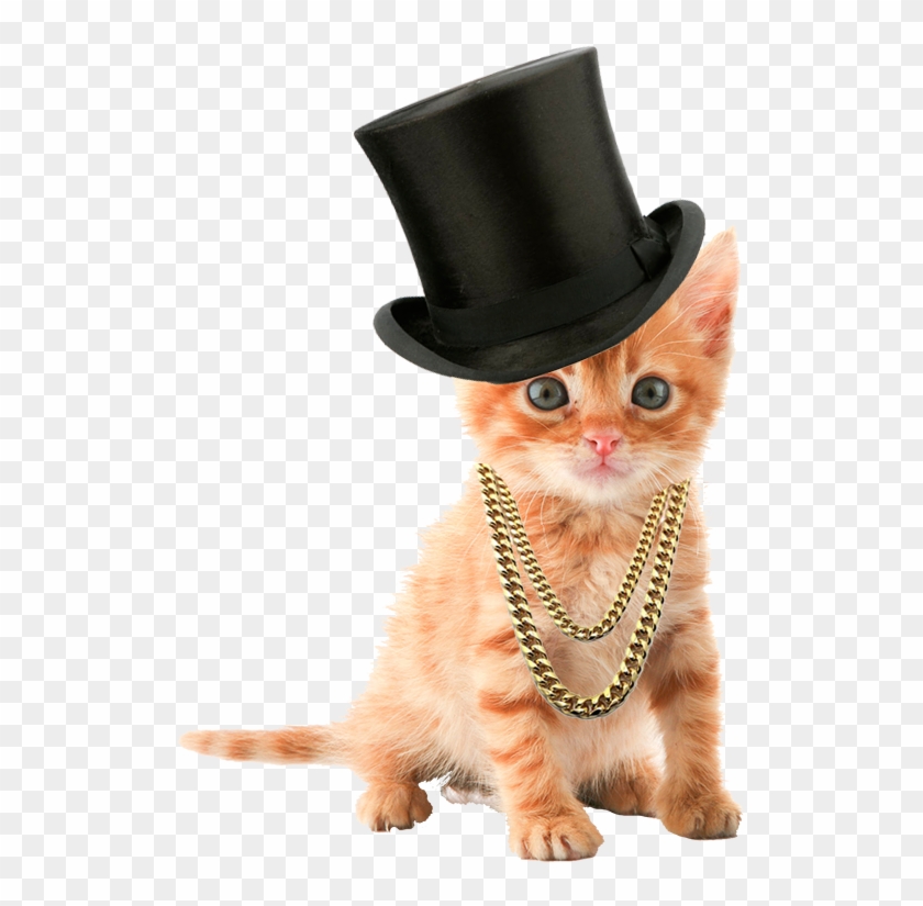 cute cats dressed up