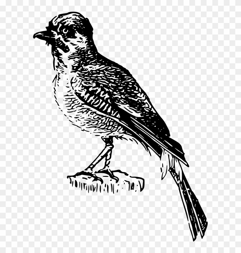 Perch Clipart Free For Download - Bird - Png Download
